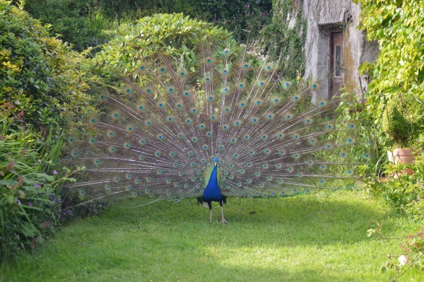 peacock - genevieve blog