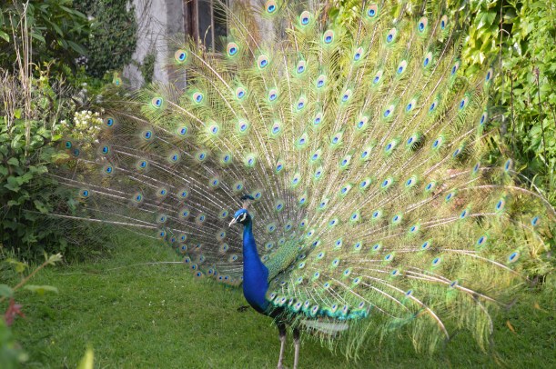 peacock - genevieve blog