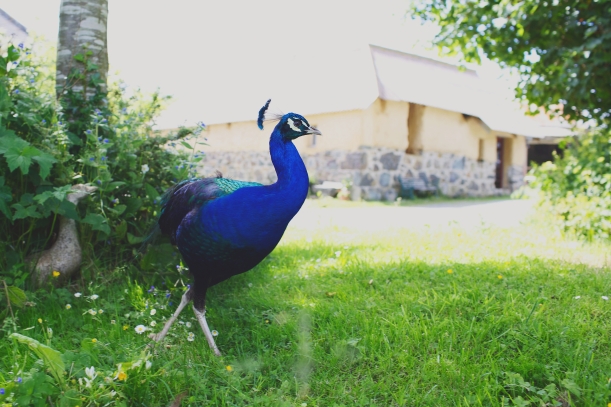 wedding peacock - genevieve blog